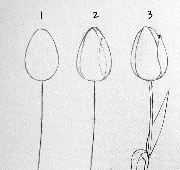 cách vẽ hoa tulip bằng bút chì 2