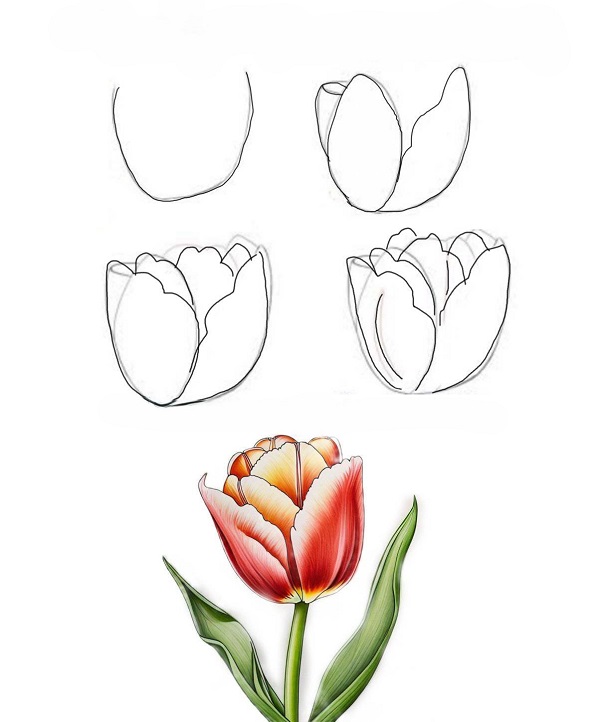 cách vẽ hoa tulip bằng bút chì 6