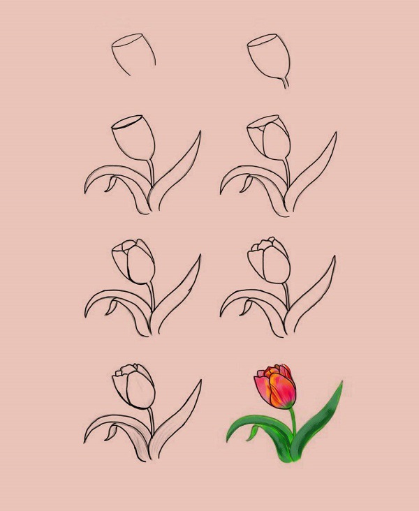 cách vẽ hoa tulip bằng bút chì 8