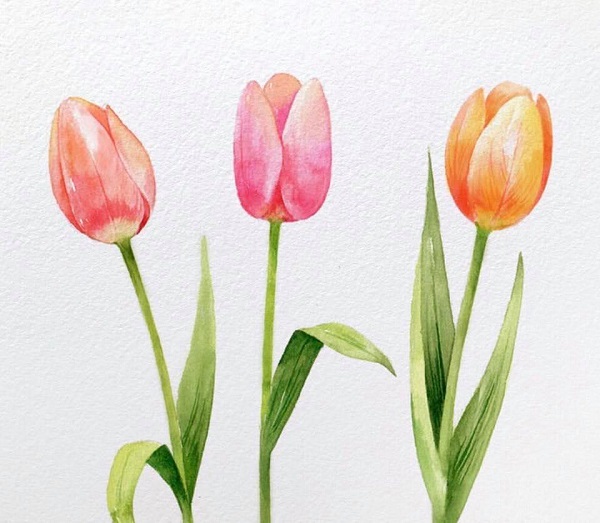 cách vẽ hoa tulip đơn giản mà đẹp