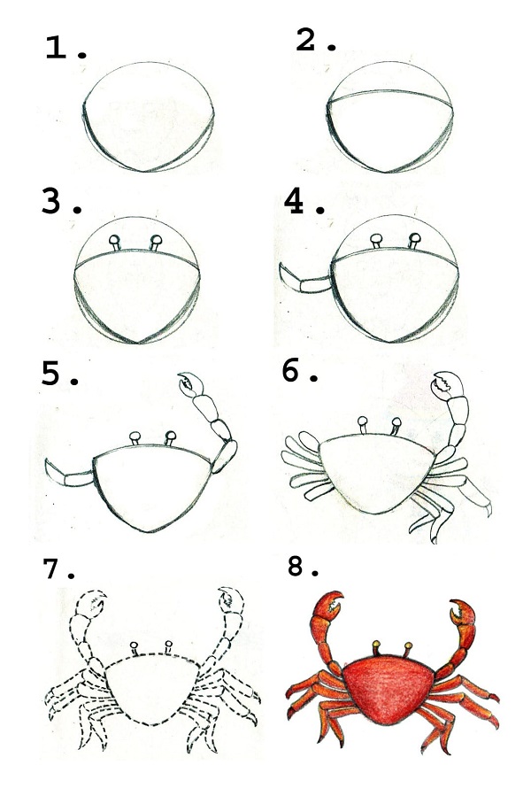 Hướng dẫn vẽ con cua đơn giản cho trẻ em