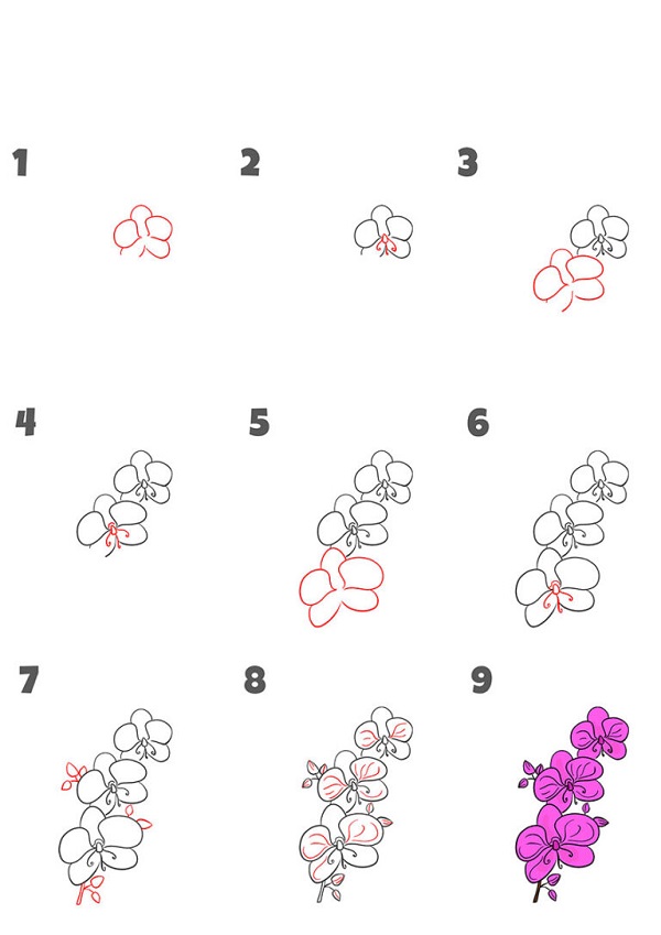 Cách vẽ hoa lan đơn giản​ dành cho người mới bắt đầu 