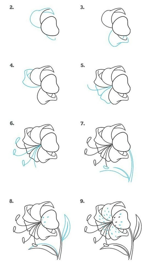 cách vẽ hoa ly đơn giản​ 1