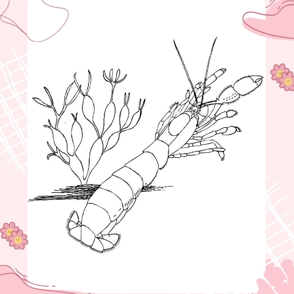 tranh tô màu con tôm 13