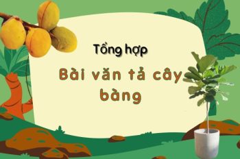 Tuyển chọn 8+ bài văn tả cây bàng đầy cảm hứng cho học sinh