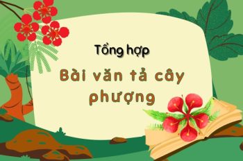 6+ Mẫu bài văn tả cây phượng hay dành cho học sinh tiểu học