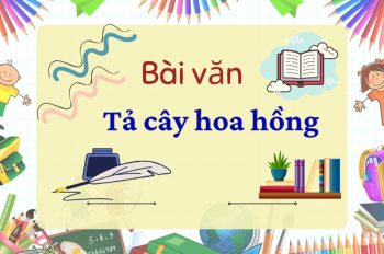 Đọc ngay 10 bài văn tả cây hoa hồng siêu hay và cuốn hút