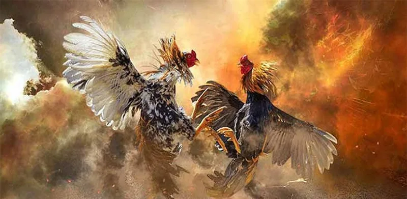 Trận đấu đá gà Campuchia kịch tính thu hút người xem, cơ hội Rút Tiền Luck8 nhanh chóng