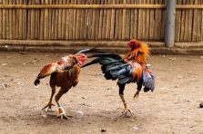 Đá Gà Alo789 – Một số thông tin hữu ích dành cho cược thủ