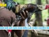 Đá Gà Cựa Dao – Trận Chiến Logic Của Giới Thực Lực 