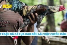 Đá Gà Cựa Dao – Trận Chiến Logic Của Giới Thực Lực 