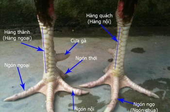 Những cặp mắt tinh tường lựa chọn gà đá của những sư kê
