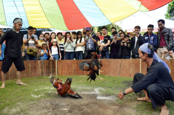 Văn hóa đá gà của dân miền tây mùa tết