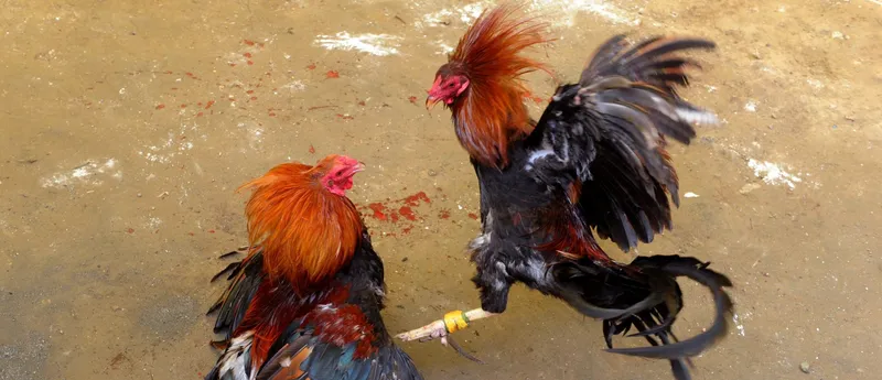  Sới gà truyền thống đông đúc, nơi người chơi tụ tập cổ vũ nhiệt tình.