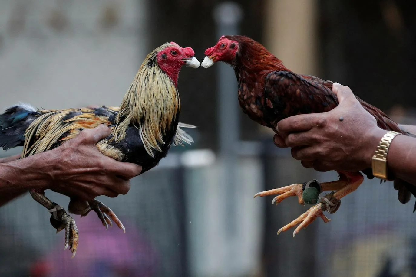  Trận đá gà truyền thống sôi động tại sới gà địa phương, nét văn hóa đặc sắc.