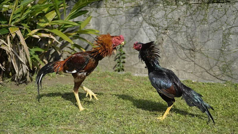  Hiểu kèo Thomo và cựa dao tại đá gà Viva88