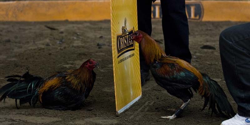  Chia vốn thông minh khi cược đá gà Viva88