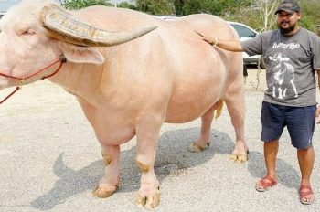 Mơ Thấy Con Trâu Đánh Con Gì? Giải Mã Giấc Mơ Về Con Trâu
