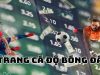 Trang cá độ bóng đá – Lựa chọn thông minh của dân cược