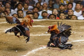 Luật Chơi Đá Gà – Hướng Dẫn Chi Tiết Cho Người Mới