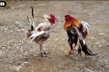 Đá Gà 32win – Trải Nghiệm Cá Cược Đá Gà Online Đỉnh Cao