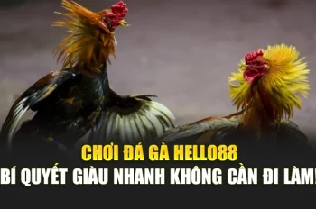 Chơi đá gà Hello88: Bí quyết giàu nhanh không cần đi làm!