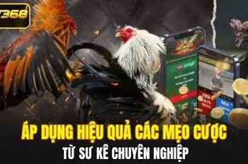 Bí quyết chơi đá gà SV368 từ các sư kê lão luyện