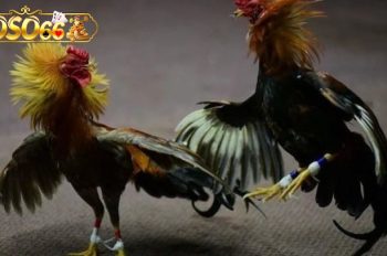 Chơi Đá Gà Xoso66 – Thế giới cá cược sôi động đang chờ bạn