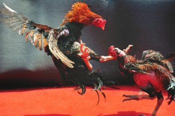 Đá Gà 23Win – Thế giới thượng đẳng của những chiến kê huyền thoại