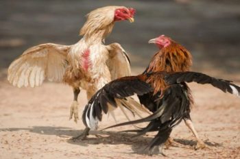 Đá gà 8XX – Nơi quy tụ các trận chiến gà đỉnh cao, mang đến cảm xúc bùng nổ