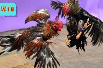 Đá gà 555win – Đánh bại mọi đối thủ, rinh về tiền thưởng siêu khủng