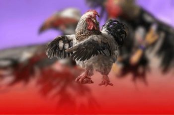 Đá gà SV388 xem trực tiếp mượt đặt cược nhanh chóng