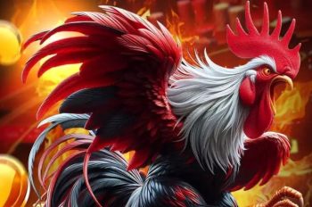 Đá gà XOSO66 – Sảnh soi kèo chiến kê hấp dẫn, tỷ lệ thắng cao