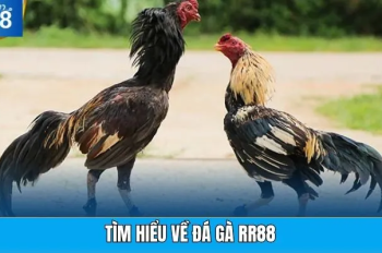 Đá gà RR88 – Trải nghiệm cá cược kịch tính tại RR88