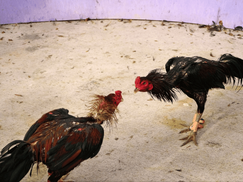 Bí kíp thắng lớn khi tham gia Đá Gà F8bet