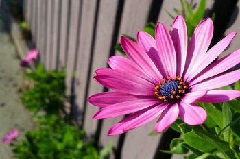 Ảnh Sắc Nét – Nghệ Thuật Từng Micron Chi Tiết