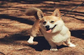 Vẻ Đẹp Từ Ảnh Thú Cưng Trong Cuộc Sống Hằng Ngày