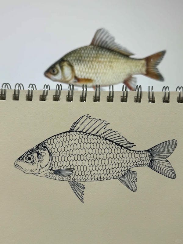 tranh vẽ con cá 11