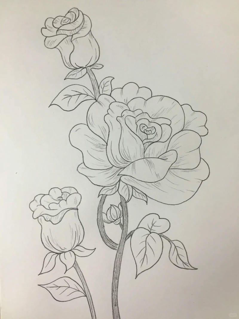 tranh vẽ hoa hồng 11