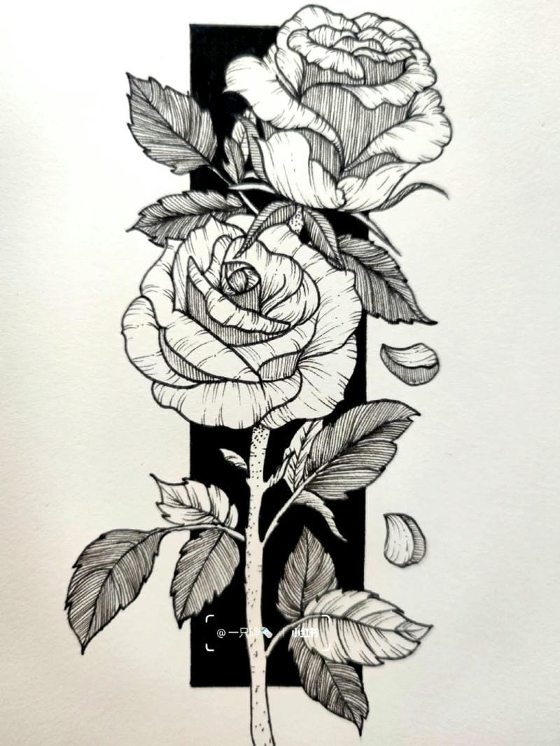 tranh vẽ hoa hồng 14