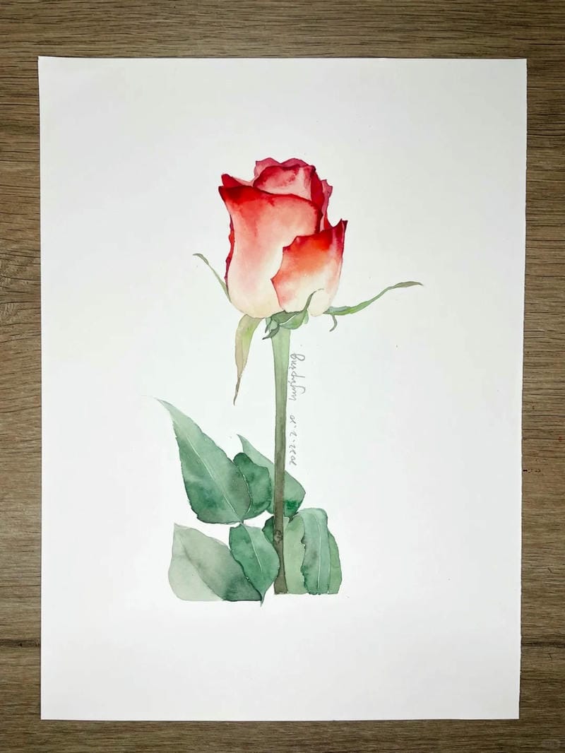 tranh vẽ hoa hồng 17