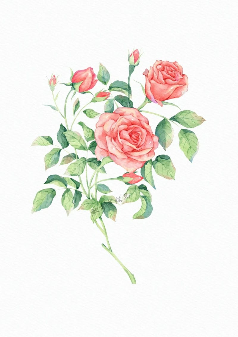 tranh vẽ hoa hồng 21