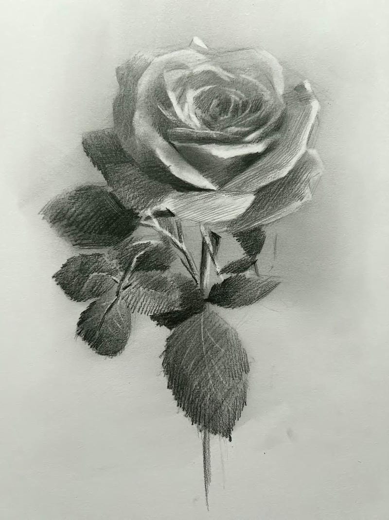 tranh vẽ hoa hồng 3