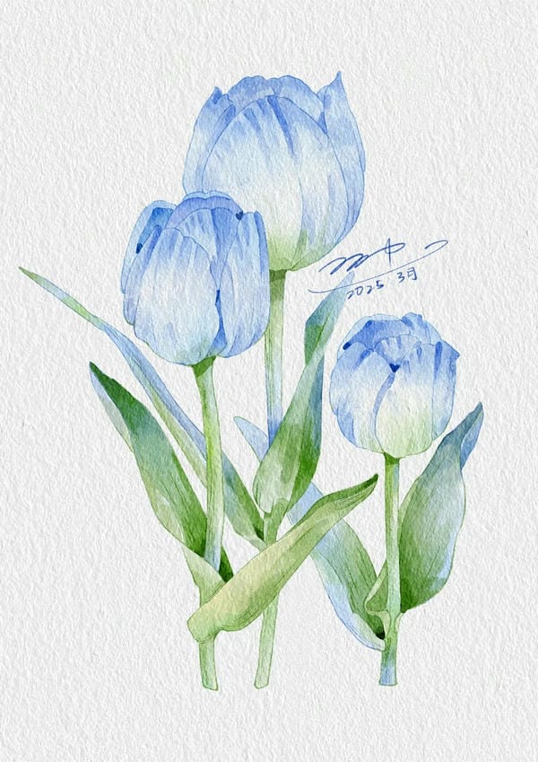 tranh vẽ hoa tulip 16