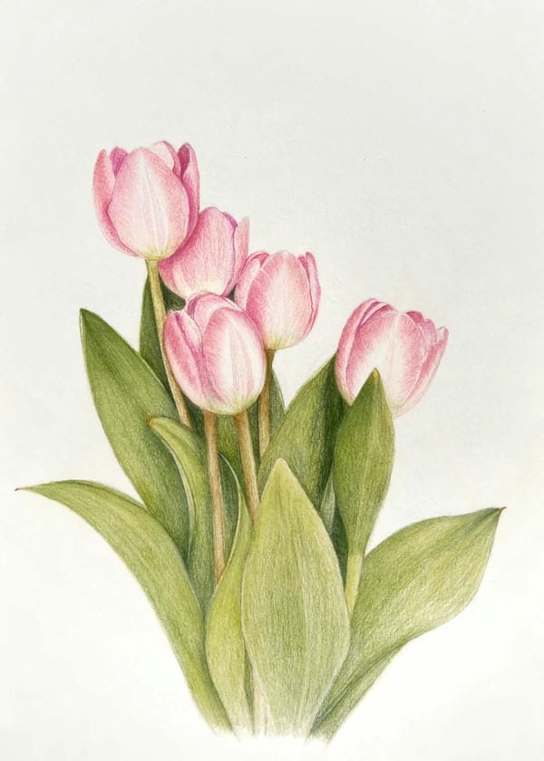 tranh vẽ hoa tulip 20