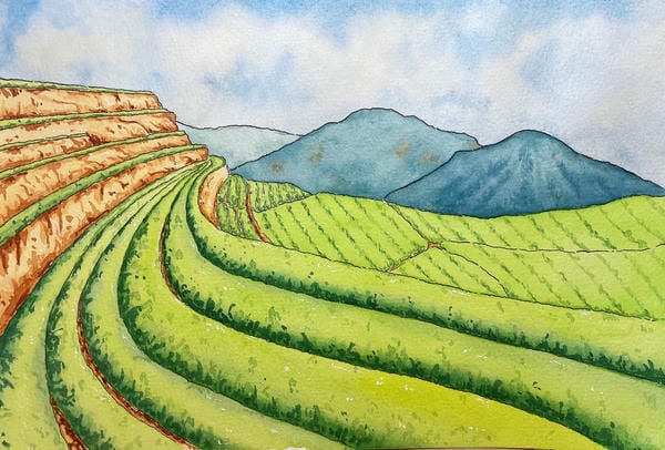 tranh vẽ ruộng bậc thang 27