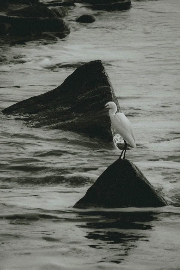 ảnh biển đen trắng 21