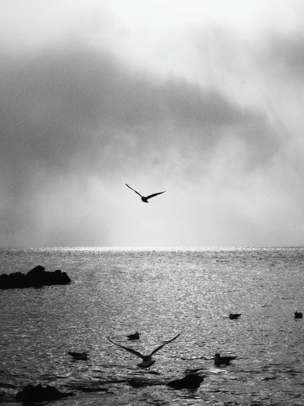 ảnh biển đen trắng 22