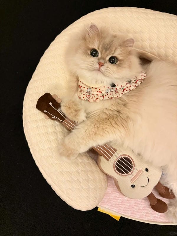 ảnh cute mèo 10