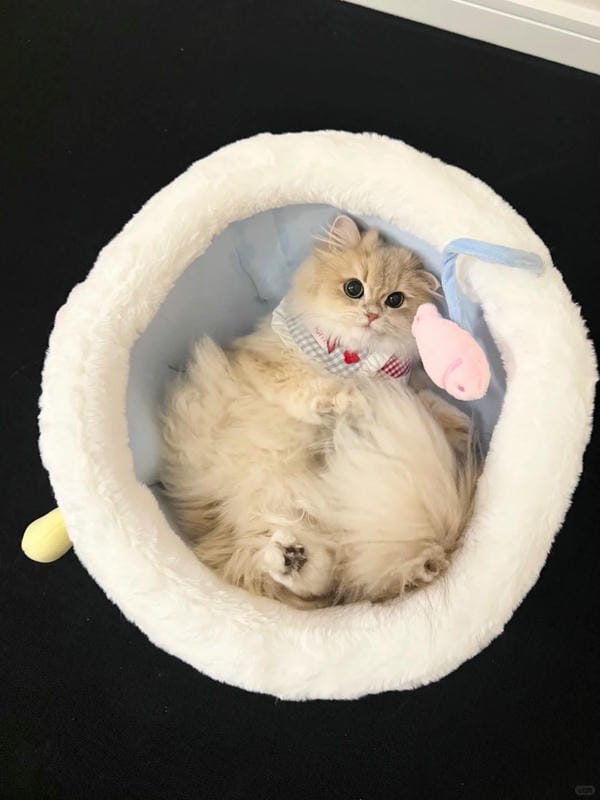 ảnh cute mèo 11